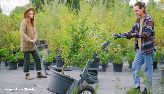 agac-dalindan-bitki-koklendirme