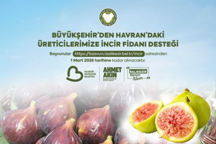 Balıkesir Büyükşehir’den Havran’da Üreticilere Yüzde Yüz Hibeli İncir Fidanı Desteği