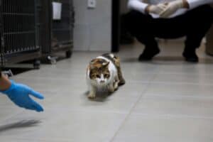 Bursa Büyükşehir Belediyesi, Yaralı Kediyi Gümüştepe Hayvan Bakım Evi'nde Tedavi Ederek Sağlığına Kavuşturdu