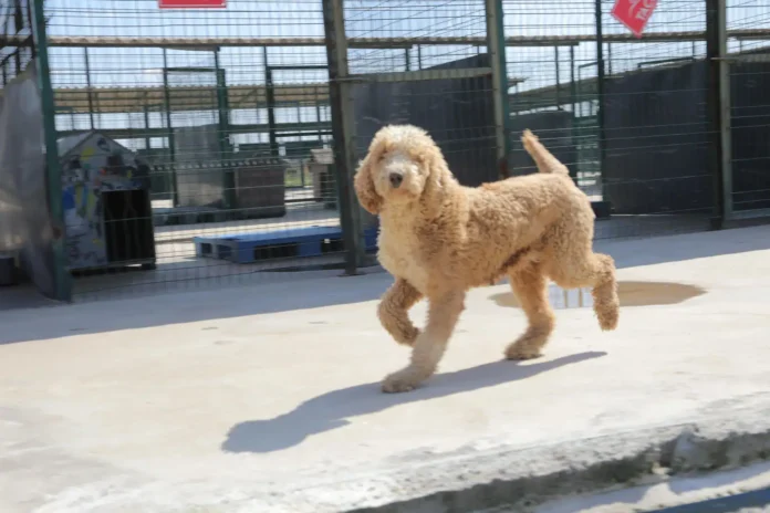 Edirne'de Sağlıksız Tesiste Bulunan 88 Köpek Güvenli Yuvalarına Sahiplendirildi